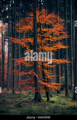 In Germania, in Baviera, Augsburg Western boschi parco naturale, legno, alberi, autunno, rosso fuoco, faggi, abeti rossi, umore, luce, Foto Stock