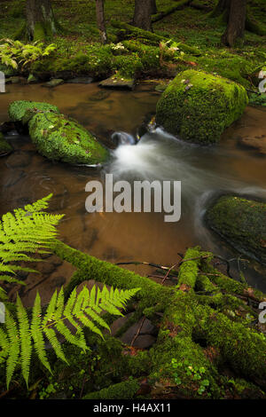 In Germania, in Baviera, Palatinato, foresta, Osteno, Brook, MOSS, pietre, alberi, verde autunno, colori, mistico e magico, fiaba, scenario, panorama Foto Stock