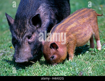 Miniatura del maiale con la madre a strisce marrone piglet pascolare nei prati Foto Stock