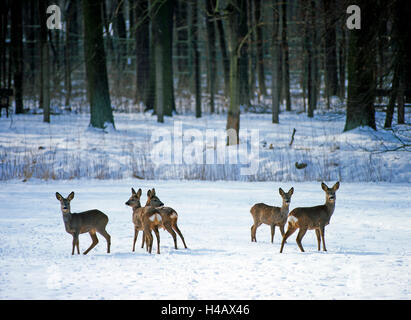 Cervo sulla coperta di neve area sfoglia in corrispondenza del bordo della foresta Foto Stock