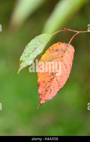 Foglie, ciliegio selvatico, Prunus avium, autunno Foto Stock