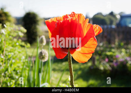 Papavero orientale nel giardino cottage Foto Stock