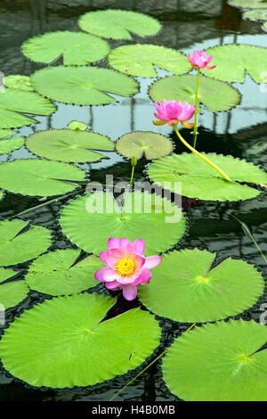 Ninfee, blossom, leaf, piante Foto Stock