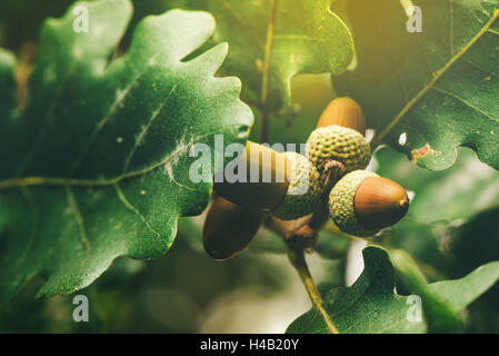 Oak tree branch acorn dado come bella stagione autunno sfondo, il fuoco selettivo Foto Stock