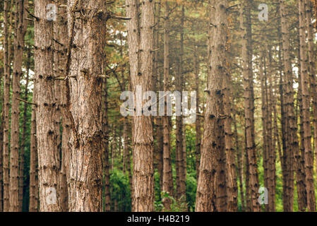 Foresta di alberi di pino in autunno ottobre pomeriggio, alto bosco verticale come un bel paesaggio naturale sfondo Foto Stock