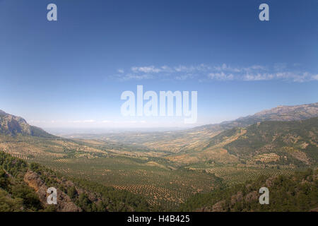 Alberi di olivo in Sierra de Cazorla, Jaen, Andalusia, Spagna Foto Stock