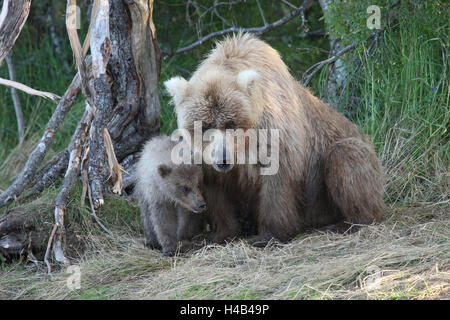 Gli orsi grizzly, ella-bear, giovane animale, Foto Stock