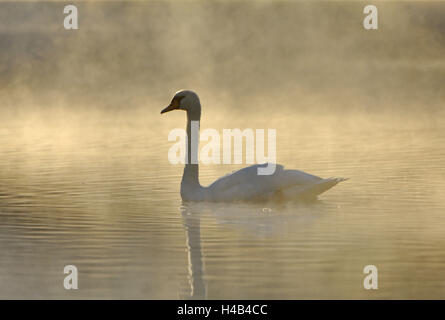 Gobba swan, acqua, nebbia, Foto Stock
