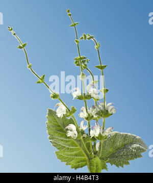 Argento, salvia Salvia argentea, famiglia di menta, area mediterranea, fiori, foglie di close-up, Foto Stock