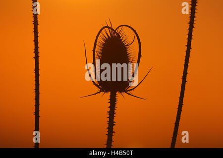 Wild teasel Dipsacus fullonum, tramonto, Foto Stock