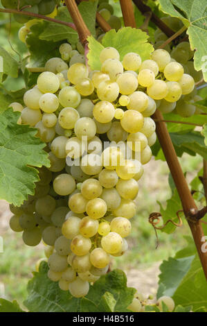 Vite, Uva, sorta di Riesling, Foto Stock