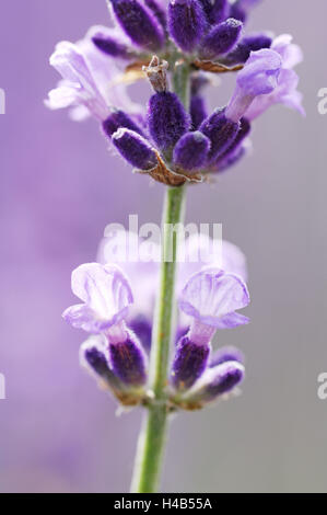 Fiori di lavanda, vicino, Foto Stock