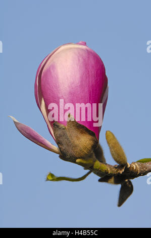 Magnolia blossom, tulip magnolia, vicino, Foto Stock