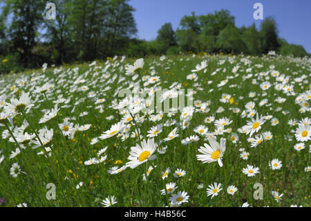 Riti di margine, fiore prato, in Germania, in Baviera, Spessart, Foto Stock