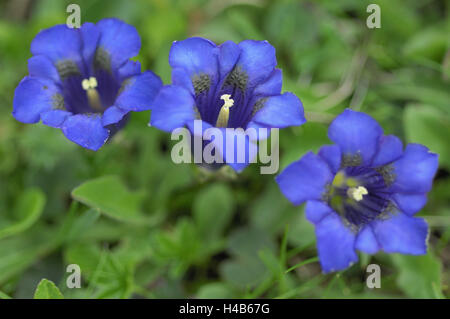 " Clusius genziana, Gentiana clusii, Foto Stock