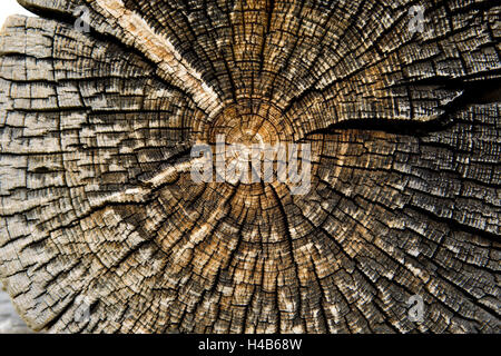 Meteo-battuto gli anelli di crescita di un albero-trunk, Foto Stock