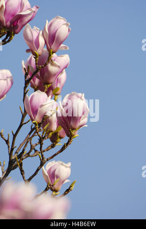 Magnolia blossom, tulip magnolia, Foto Stock