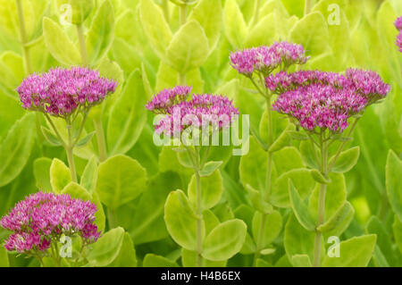 La bacopa limone, Sedum spectabile, Foto Stock