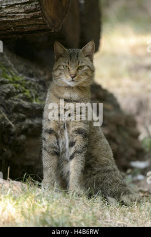 Wildcat, Felis silvestris, Germania, Foto Stock