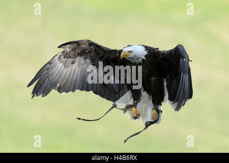 Aquila calva in volo, Haliaeetus leucocephalus, Foto Stock