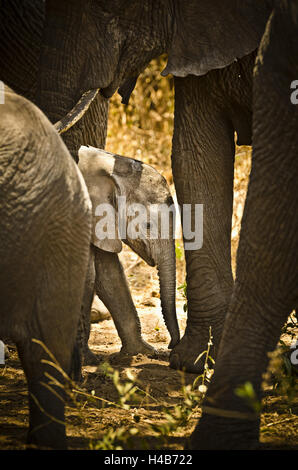 Africa Africa Orientale, Tanzania Lake Manyara National Park, animale, l'elefante, Foto Stock