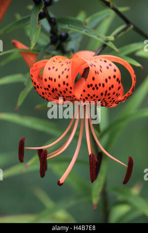 Turk bundle del giglio, Foto Stock