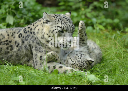 Snow Leopard, Uncia uncia, madre animale, giovane animale, prato, play, Foto Stock