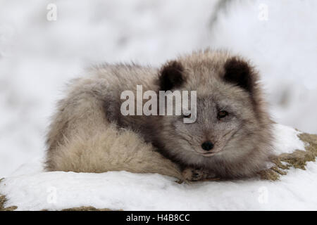 Ice Cream fox in inverno, Foto Stock