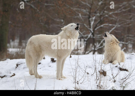 Due tundra lupi ululare nella neve, Foto Stock