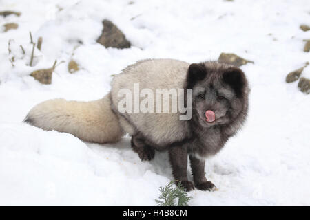 Ice Cream fox in inverno, Foto Stock