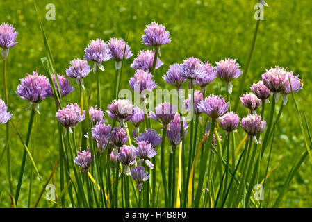 Erba cipollina, fioritura, Allium schoenoprasum, Foto Stock