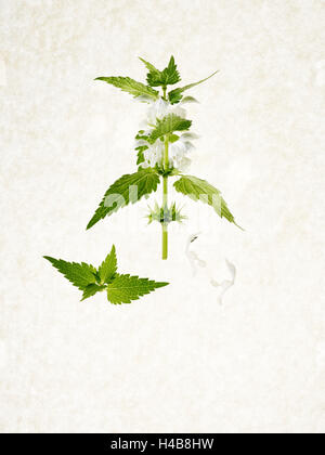 Deadnettle, Lamium album, levetta, foglie, fiori, verde, bianco Foto Stock