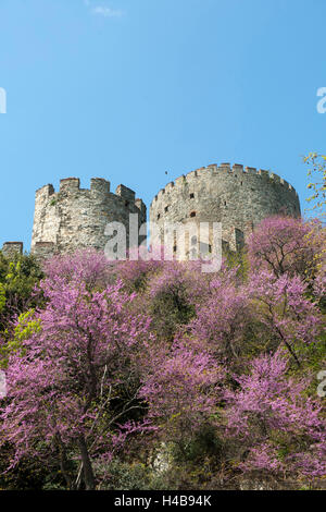 Istanbul, Sariyer, Rumelihisar, in primavera sbocciano i fiori di alberi di Giuda Foto Stock