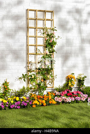 Arrampicata trellis, muro di casa, rose e fiori, giardino Foto Stock