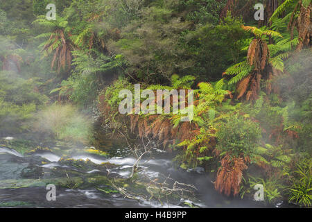 Hot Springs, Valle Vulcanica di Waimangu, Rotorua, Baia di Planty, Isola del nord, Nuova Zelanda Foto Stock