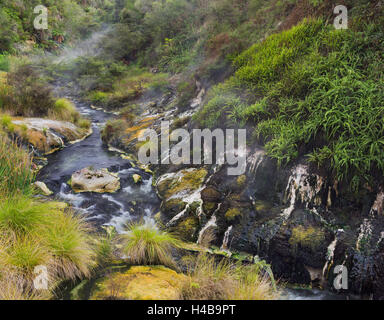 Hot Springs, Valle Vulcanica di Waimangu, Rotorua, Baia di Planty, Isola del nord, Nuova Zelanda Foto Stock