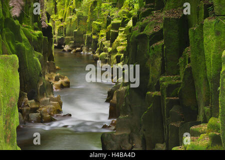 Whaiti-Nui-A-toi canyon, Whirinaki Forest park, Baia di Planty, Isola del nord, Nuova Zelanda Foto Stock