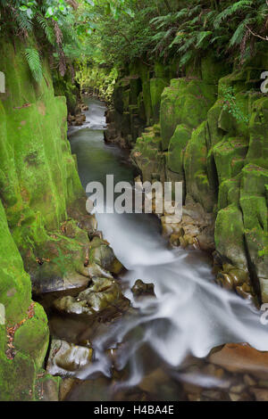 Whaiti-Nui-A-toi canyon, Whirinaki Forest park, Baia di Planty, Isola del nord, Nuova Zelanda Foto Stock