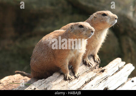 Nero-tailed cani della prateria, Cynomys ludovicianus Foto Stock