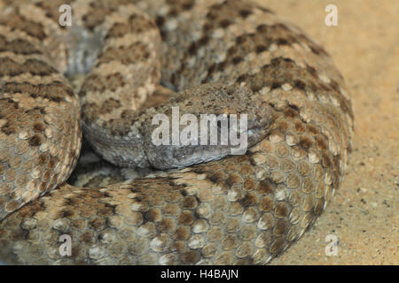 Legname, rattlesnake Crotalus horridus Foto Stock