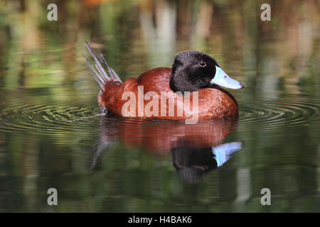 Il lago di anatra, Oxyura vittata Foto Stock