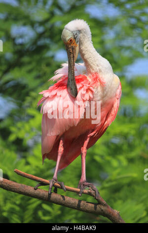 Roseate spoonbill, Platalea ajaja Foto Stock