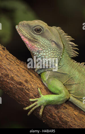 Acqua cinese dragon, Physignathus cocincinus Foto Stock