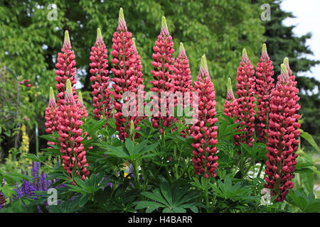 Grandi lasciato lupin, Lupinus polyphyllus Foto Stock