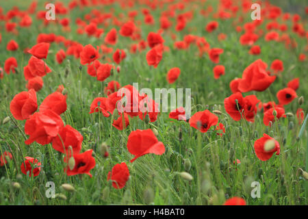 Campo di papavero, Papaver rhoeas Foto Stock