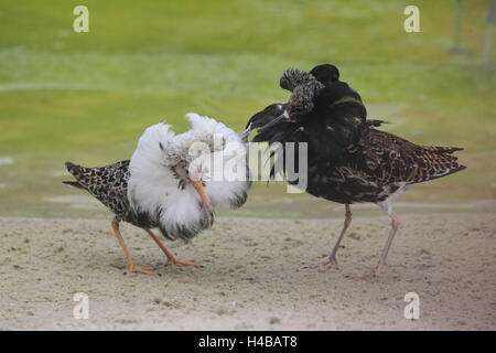 Ruff, maschio, Philomachus pugnax Foto Stock