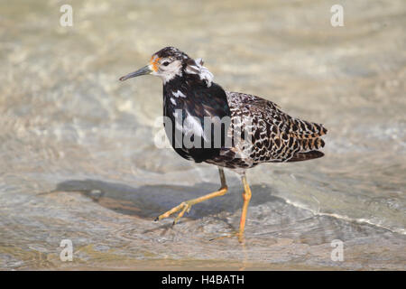 Ruff, maschio, Philomachus pugnax Foto Stock