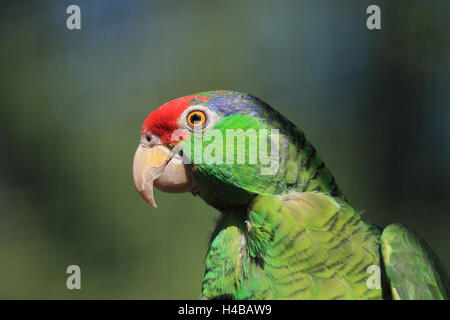 Rosso-incoronato amazon guardando da un foro albero Amazona viridigenalis Foto Stock