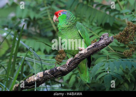 Rosso-incoronato amazon guardando da un foro albero Amazona viridigenalis Foto Stock