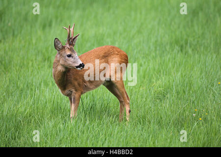 Il capriolo (Capreolus capreolus), anello di filo metallico di corna, Austria Inferiore, Austria Foto Stock